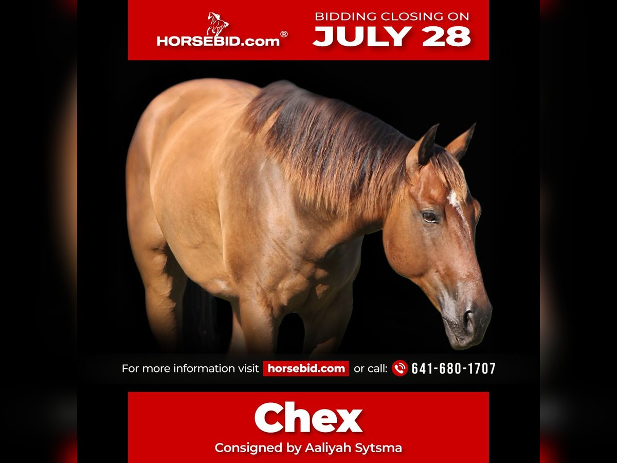American Quarter Horse Gelding 8 years 14,3 hh Brown in Plano