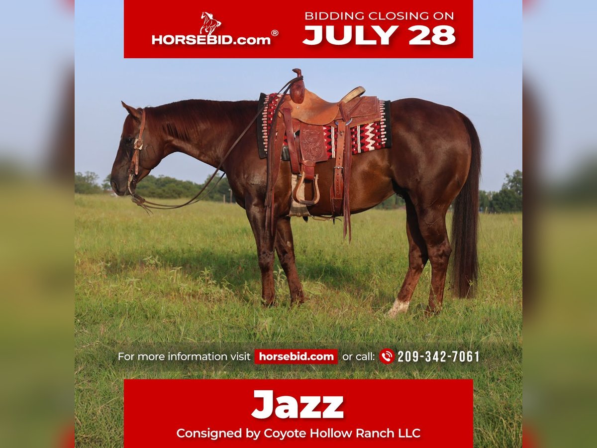 American Quarter Horse Gelding 8 years 14,3 hh Chestnut in Mount Vernon