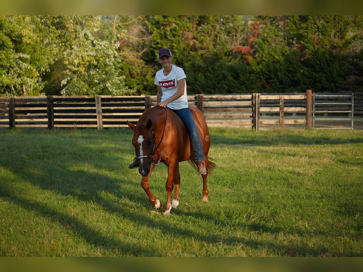 American Quarter Horse Gelding 8 years 14,3 hh Chestnut-Red in M&#xFC;nchen