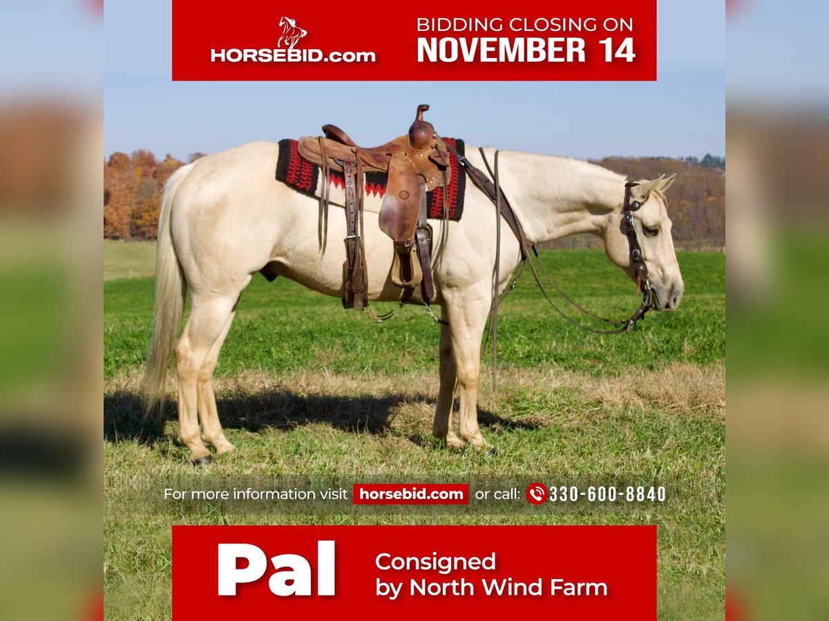 American Quarter Horse Gelding 8 years 15,1 hh Palomino in Millersburg, OH
