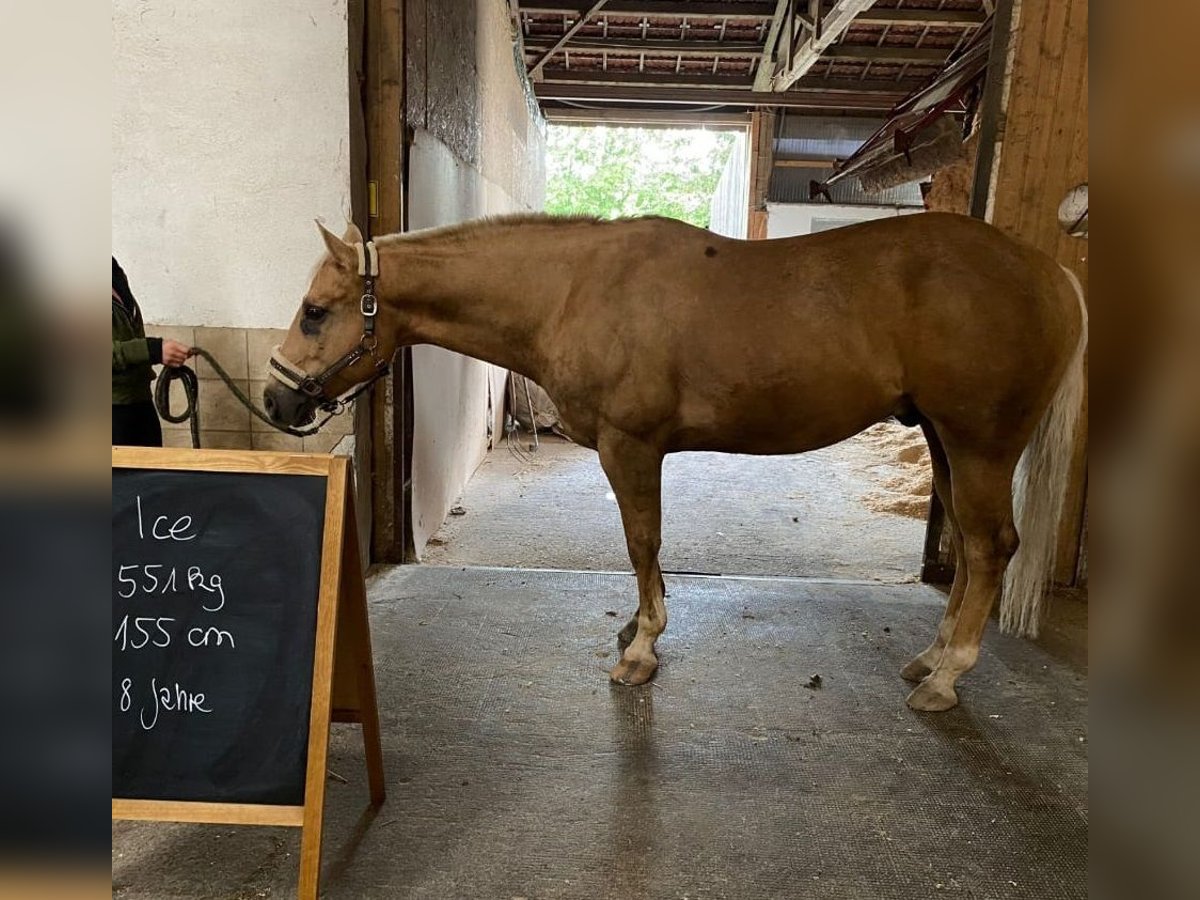 American Quarter Horse Gelding 8 years 15,1 hh Palomino in Ihrlerstein