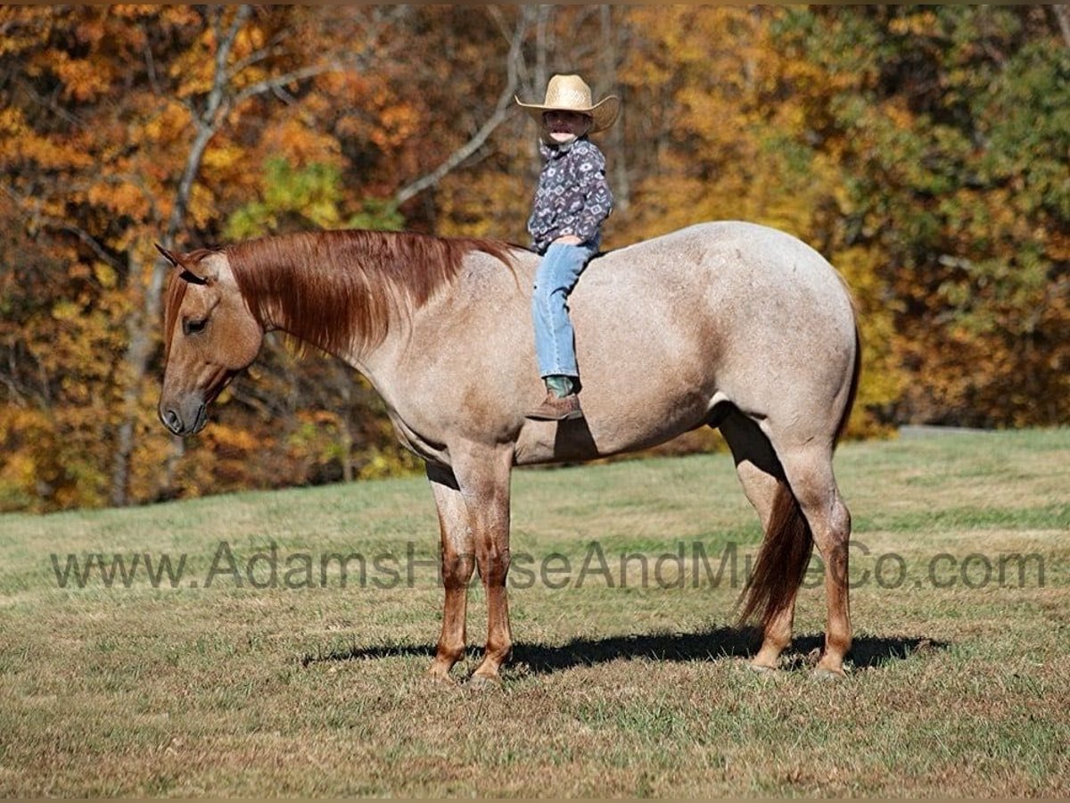 American Quarter Horse Gelding 8 years 15,1 hh Roan-Red in Mount Vernon