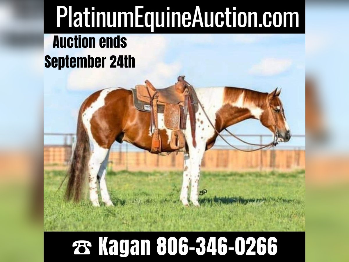 American Quarter Horse Gelding 8 years 15,1 hh Tobiano-all-colors in Canyon TX