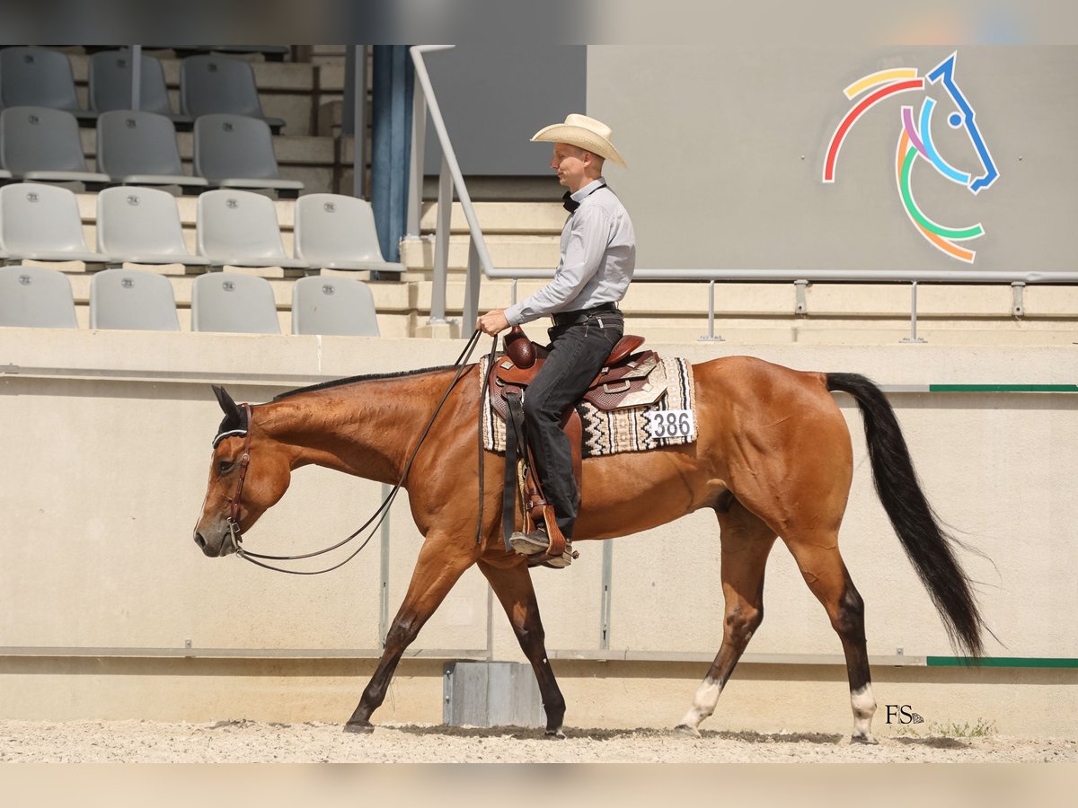 American Quarter Horse Gelding 8 years 15,2 hh Brown in Mönchengladbach