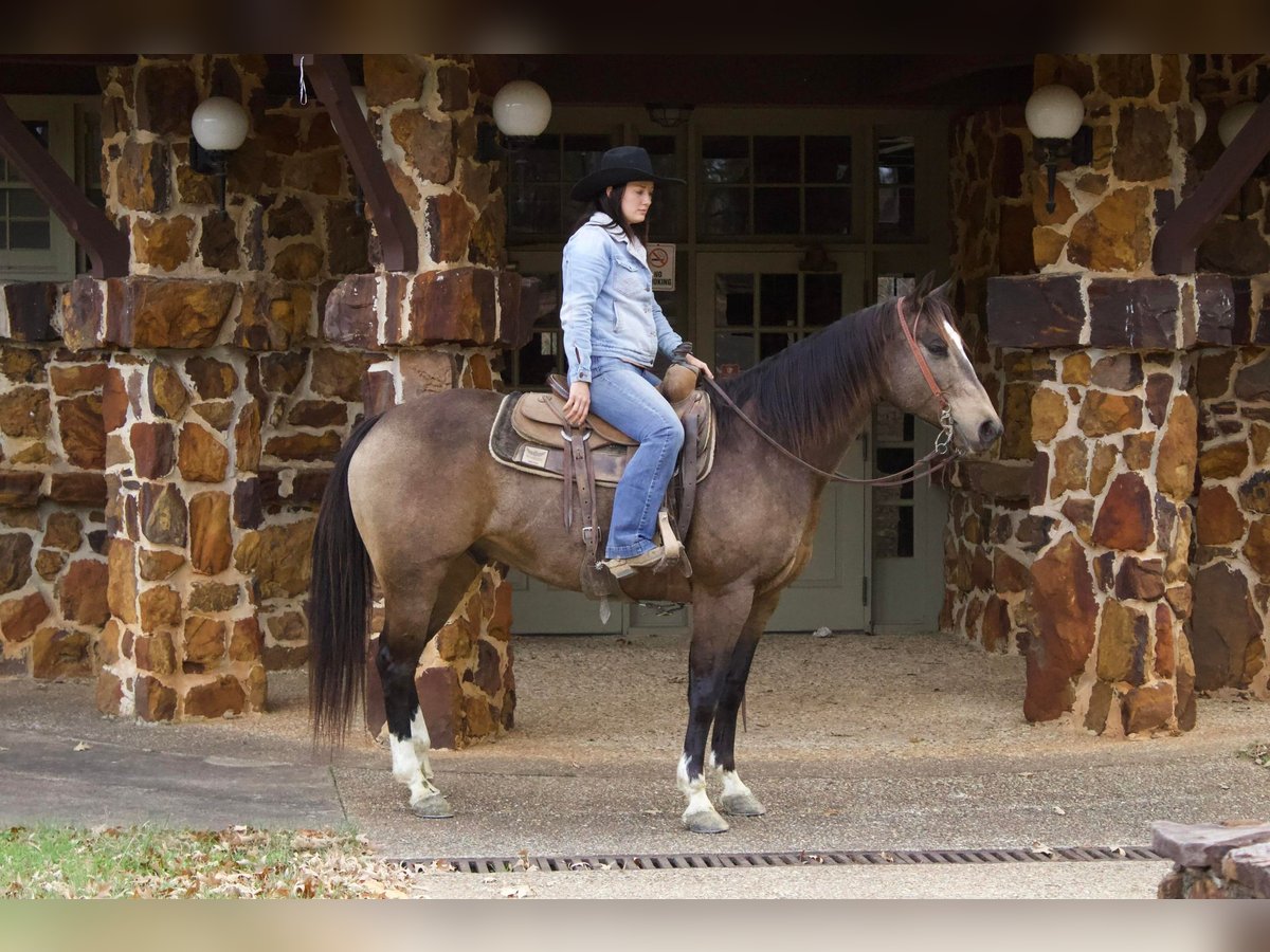 American Quarter Horse Gelding 8 years 15,2 hh Buckskin in RUsk TX