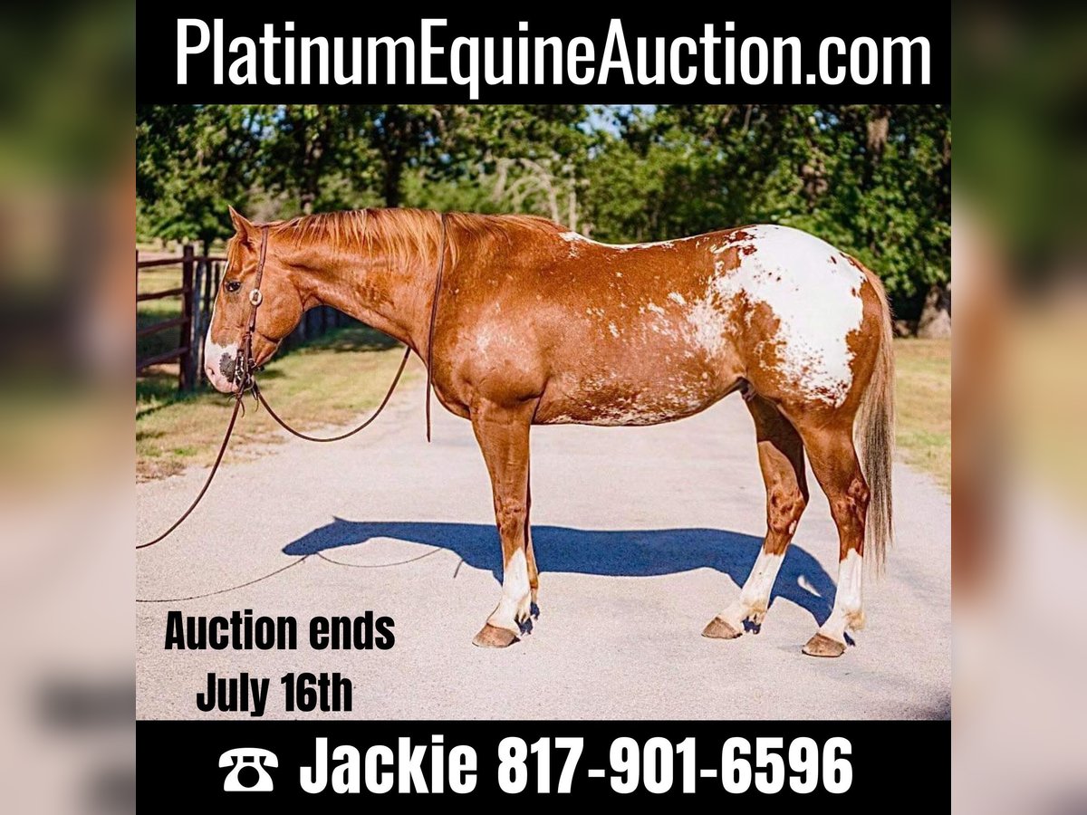 American Quarter Horse Gelding 8 years 15,2 hh Chestnut in Lipan TX