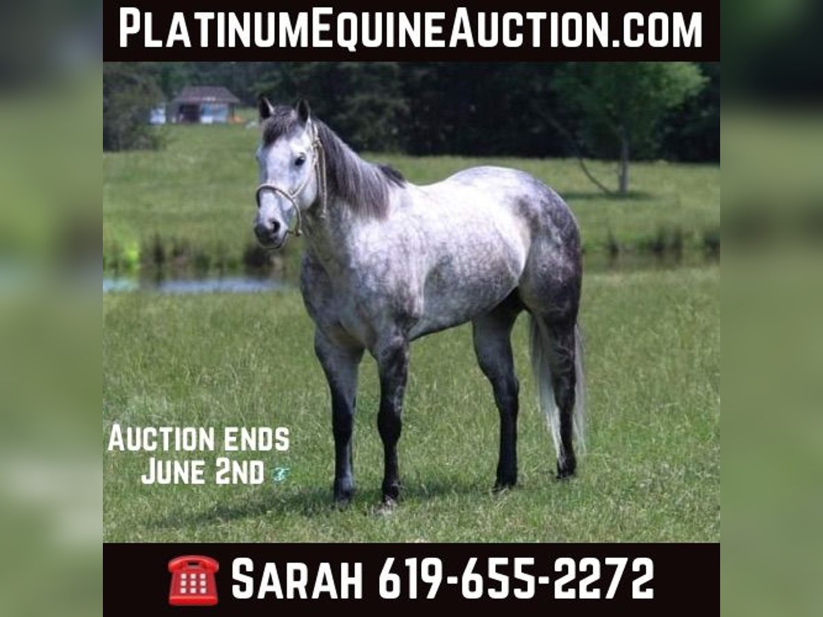 American Quarter Horse Gelding 8 years 15,2 hh Gray-Dapple in Carthage TX