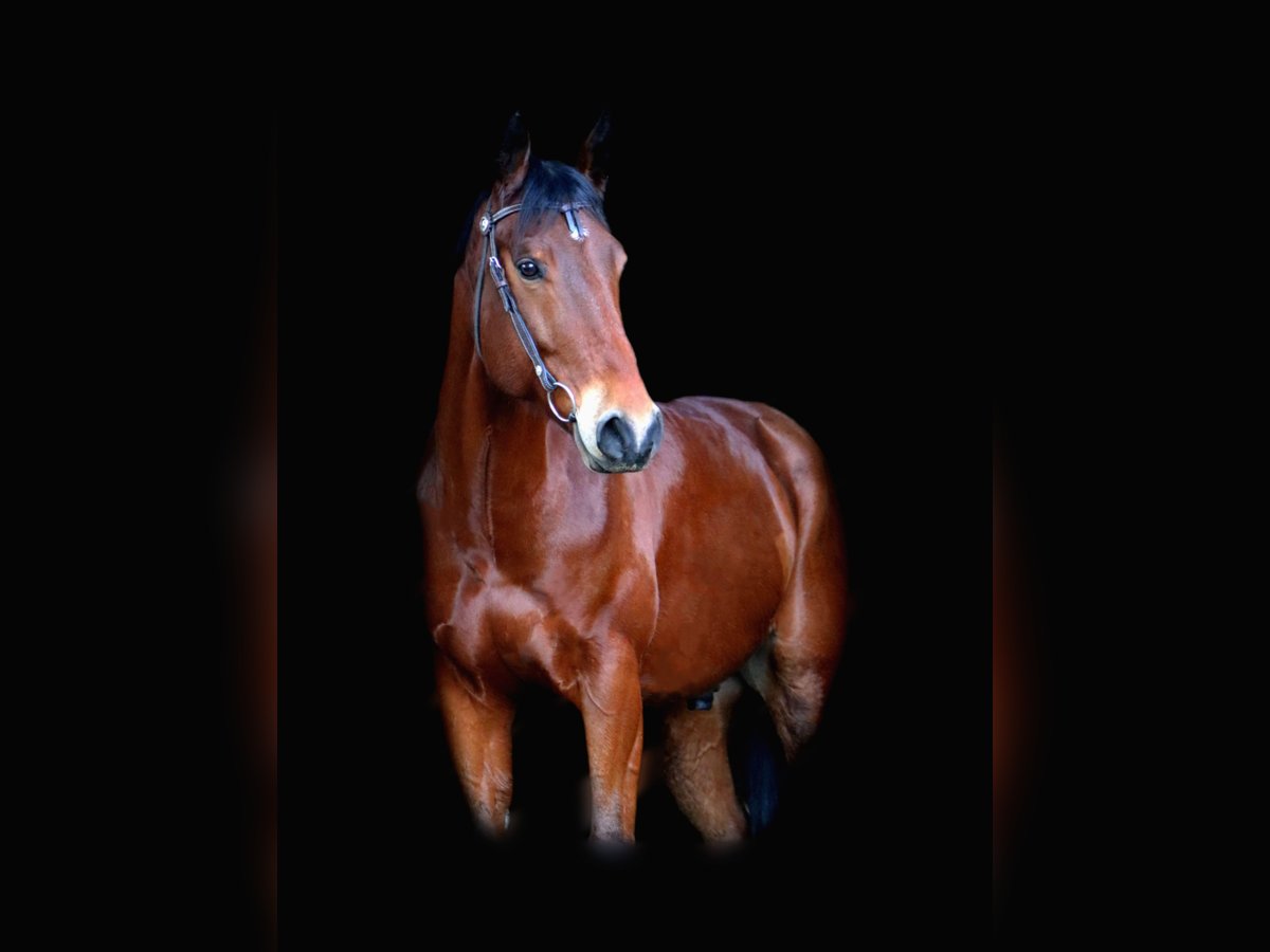 American Quarter Horse Gelding 8 years 15,3 hh Brown in Kirchbichl