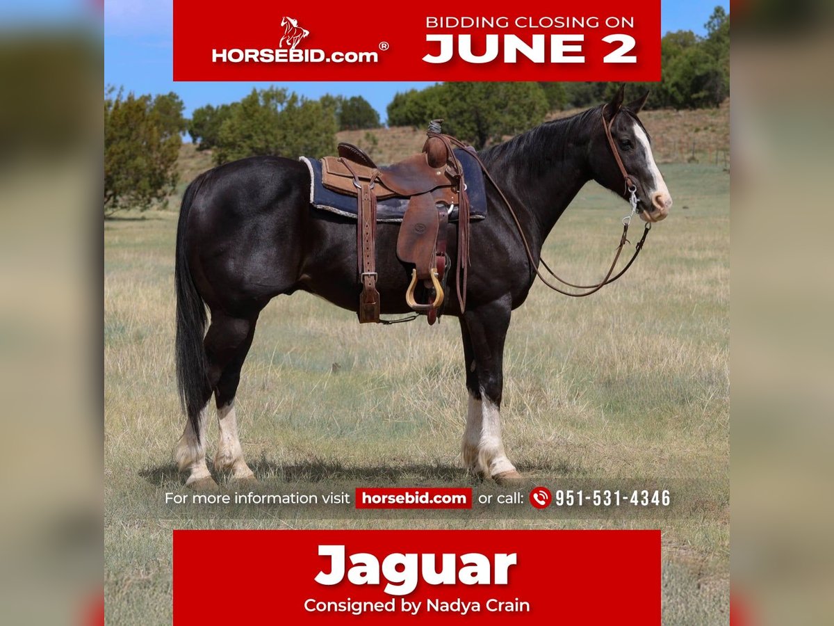American Quarter Horse Gelding 8 years 15 hh Black in Camp Verde, AZ