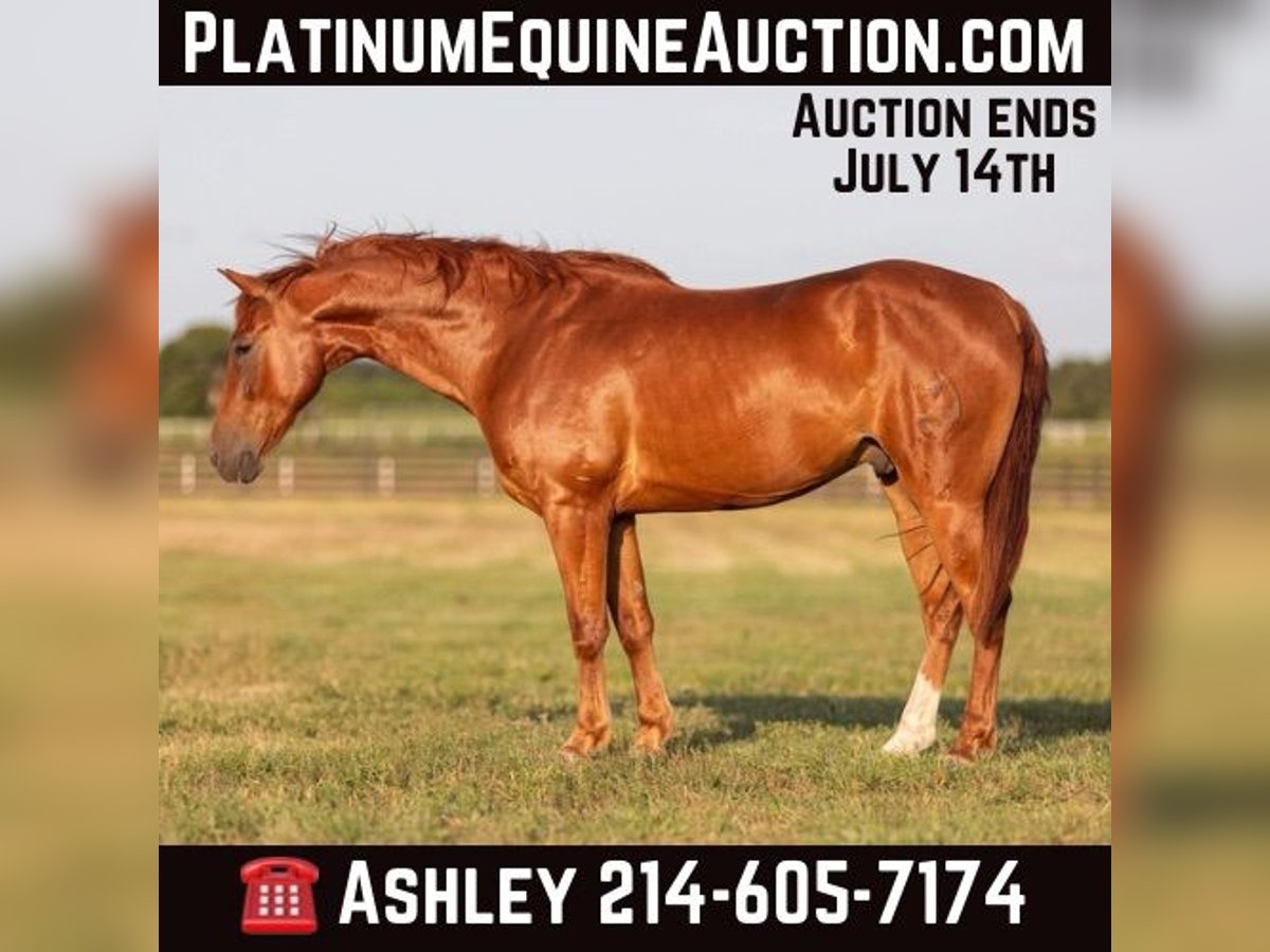 American Quarter Horse Gelding 8 years 15 hh Chestnut in Weatherford TX