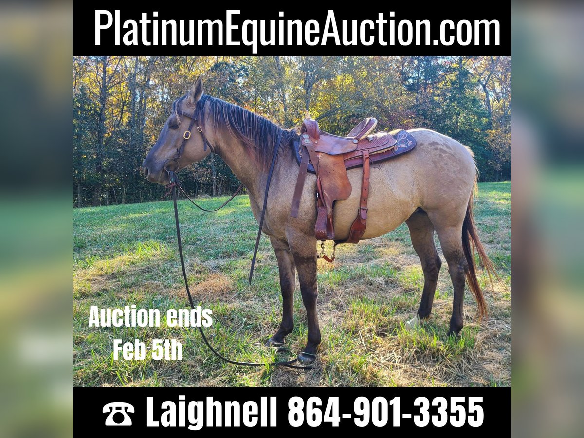 American Quarter Horse Gelding 8 years 15 hh Grullo in Pickens SC