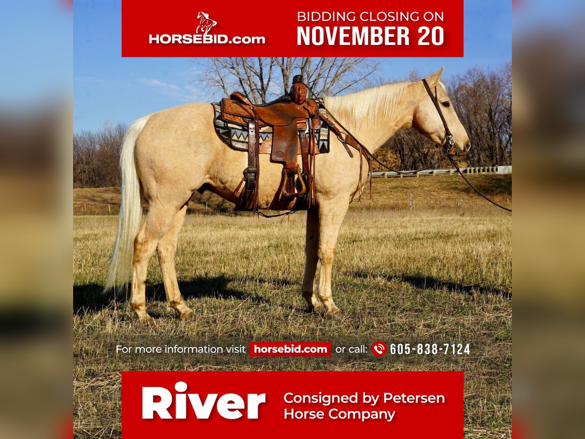 American Quarter Horse Gelding 8 years 15 hh Palomino in Valley Springs