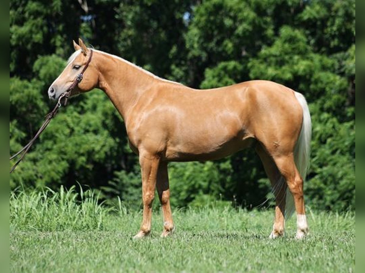 American Quarter Horse Gelding 8 years 15 hh Palomino in Mount Vernon, KY