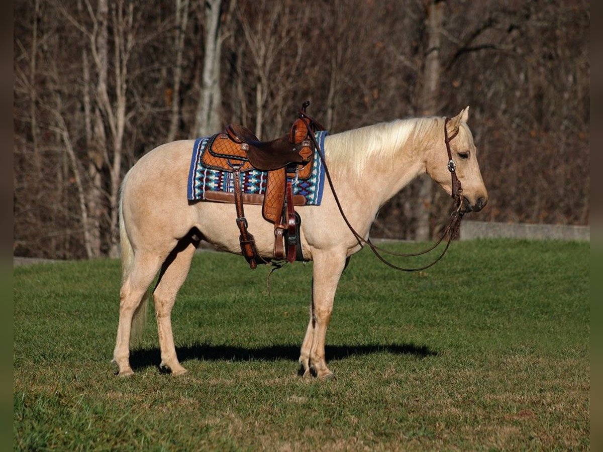 American Quarter Horse Gelding 8 years 15 hh Palomino in Mount Vernon