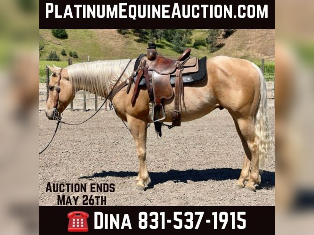American Quarter Horse Gelding 8 years 15 hh Palomino in Paicines CA