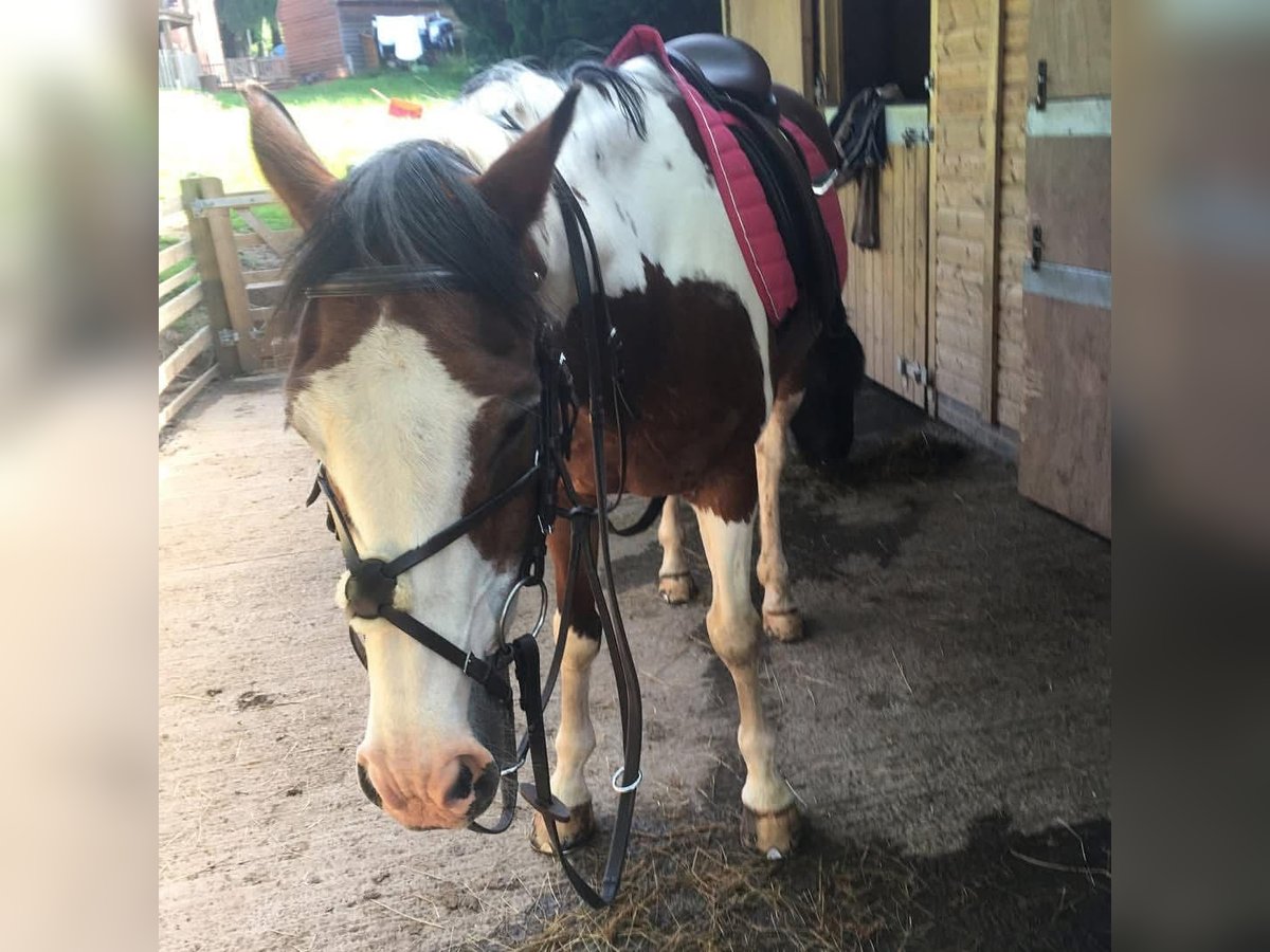 American Quarter Horse Mix Gelding 8 years 15 hh Pinto in Fort Worth Texas