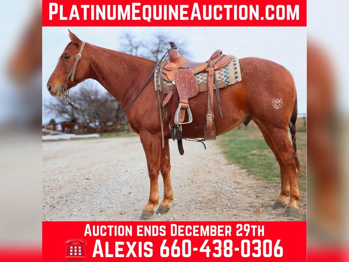 American Quarter Horse Gelding 8 years 15 hh Roan-Red in 6604380306