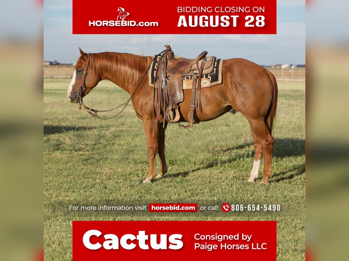 American Quarter Horse Gelding 8 years 15 hh Sorrel in Amarillo, TX