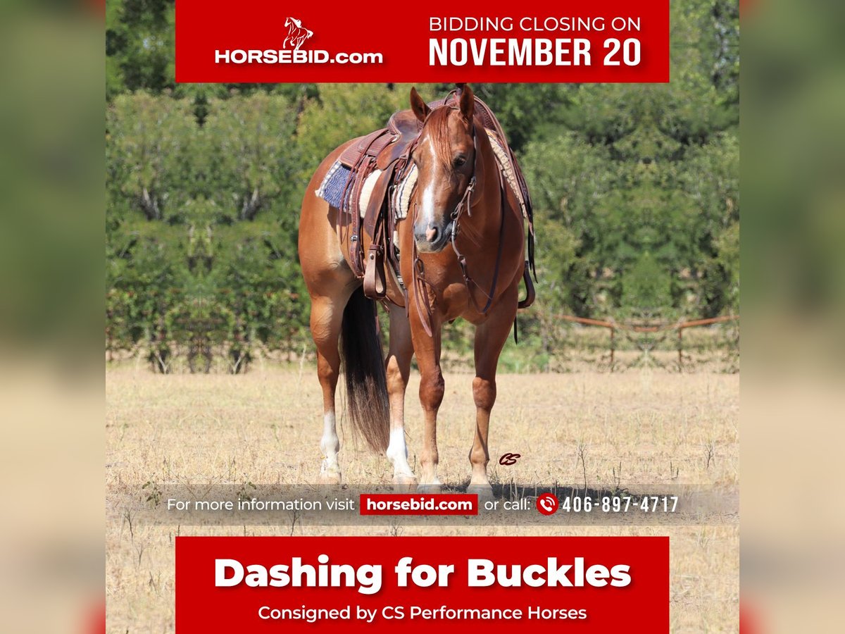 American Quarter Horse Gelding 8 years 15 hh Sorrel in Graham, TX