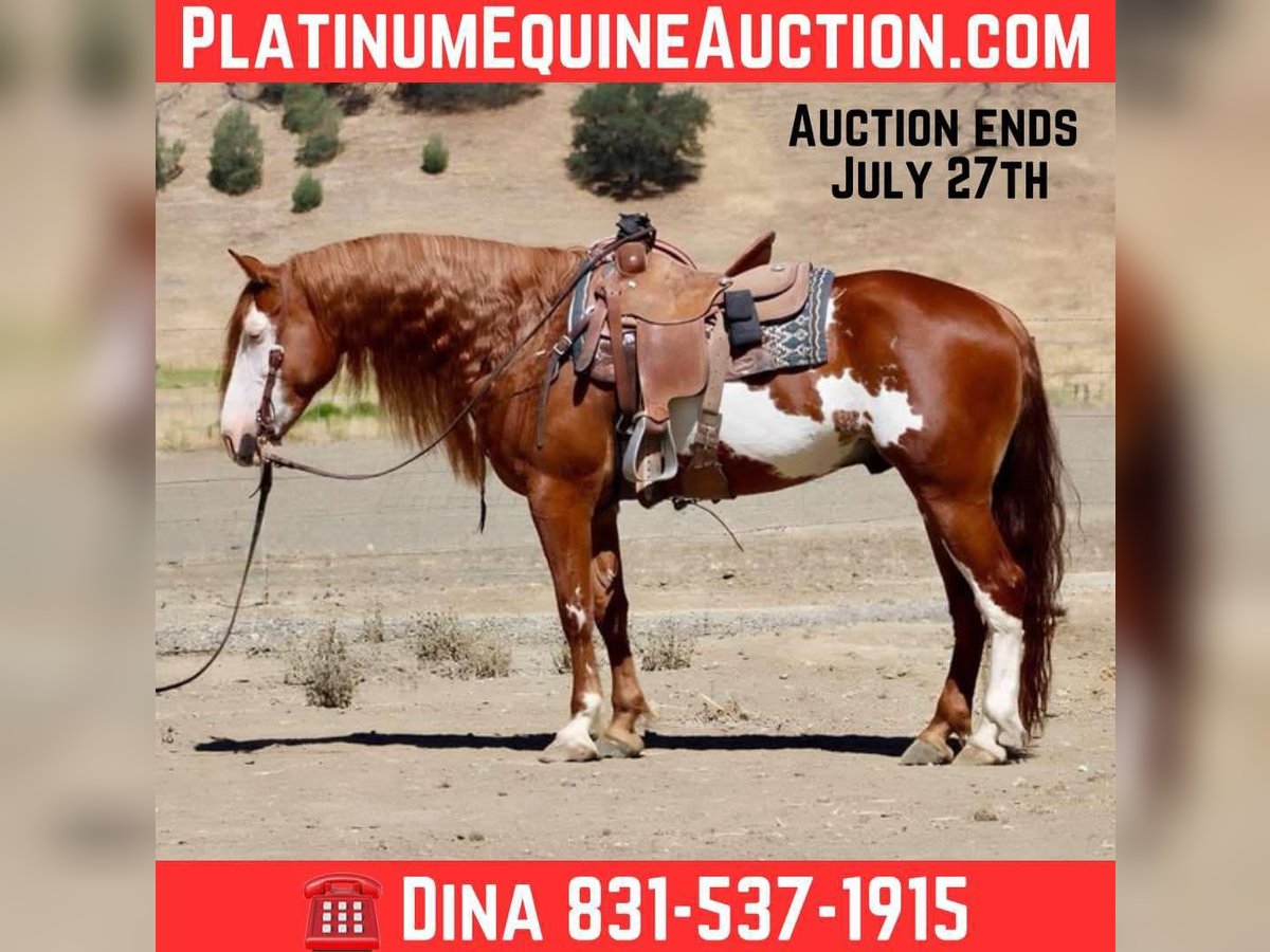 American Quarter Horse Gelding 8 years 15,1 hh Overo-all-colors in Paicines CA