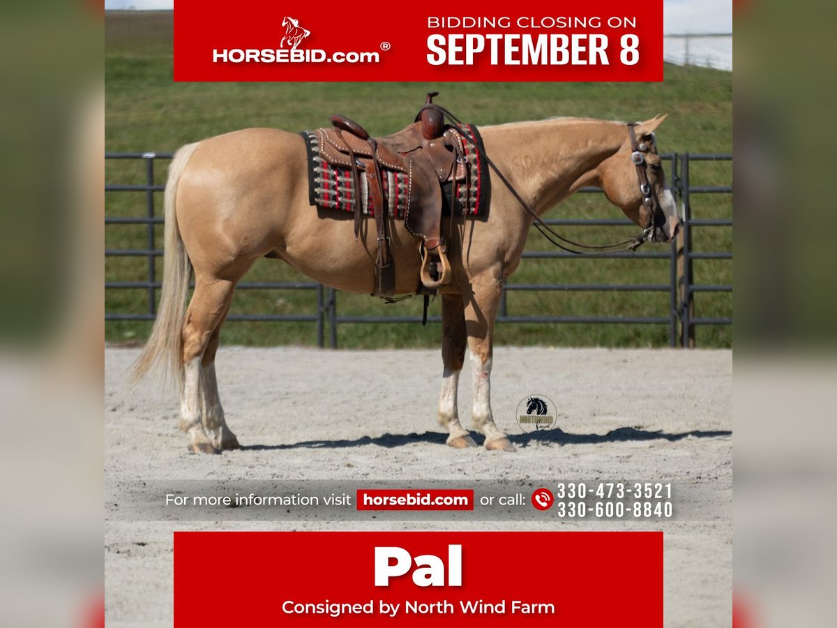 American Quarter Horse Gelding 8 years 15,1 hh in Fredericksburg