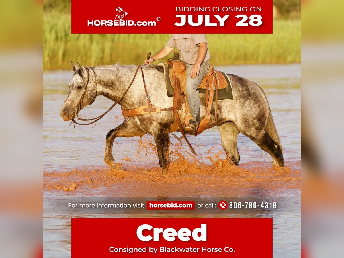 American Quarter Horse Gelding 8 years 15,2 hh Gray in Canyon, TX