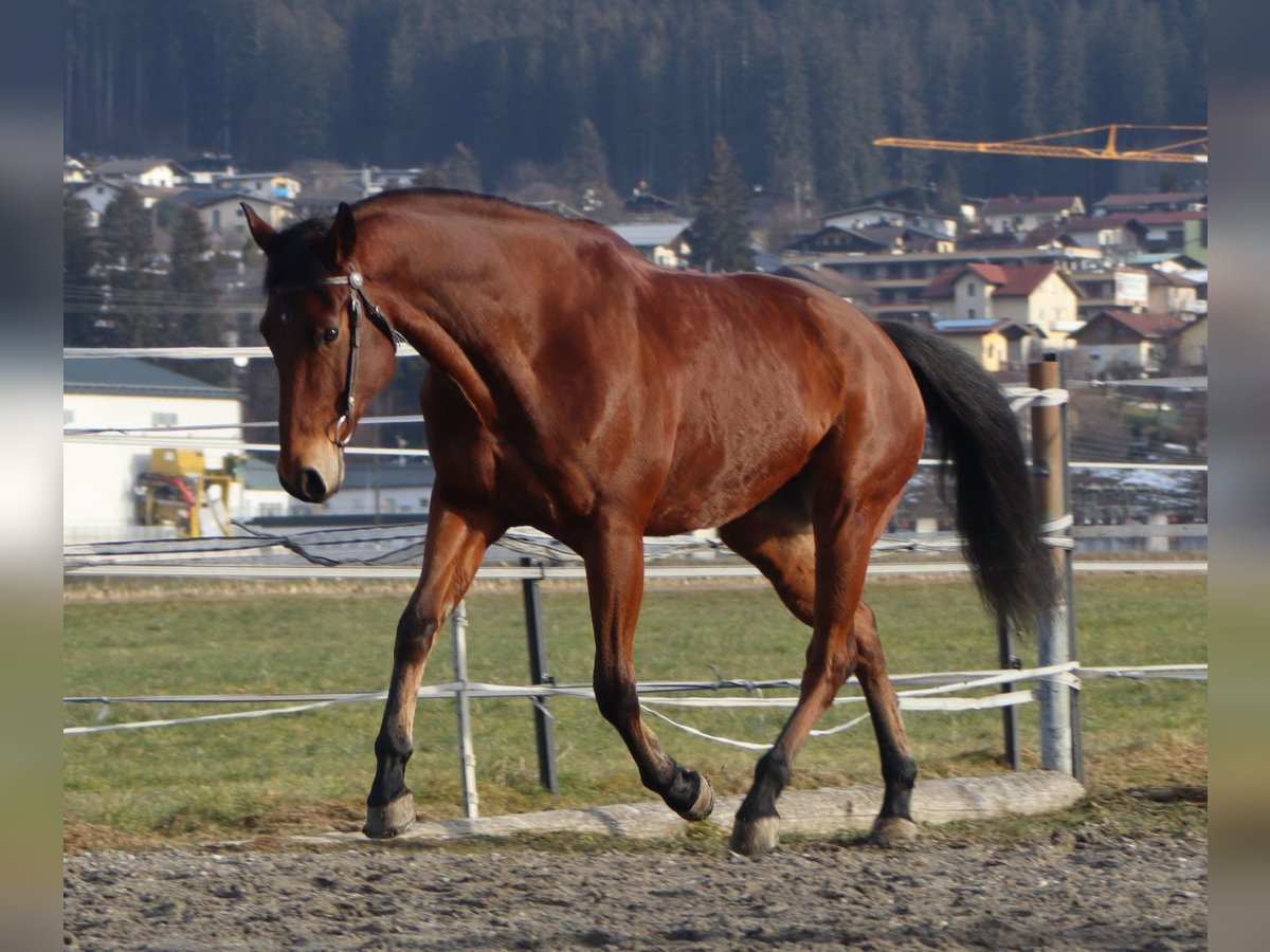 American Quarter Horse Gelding 8 years 15,3 hh Brown in Kirchbichl