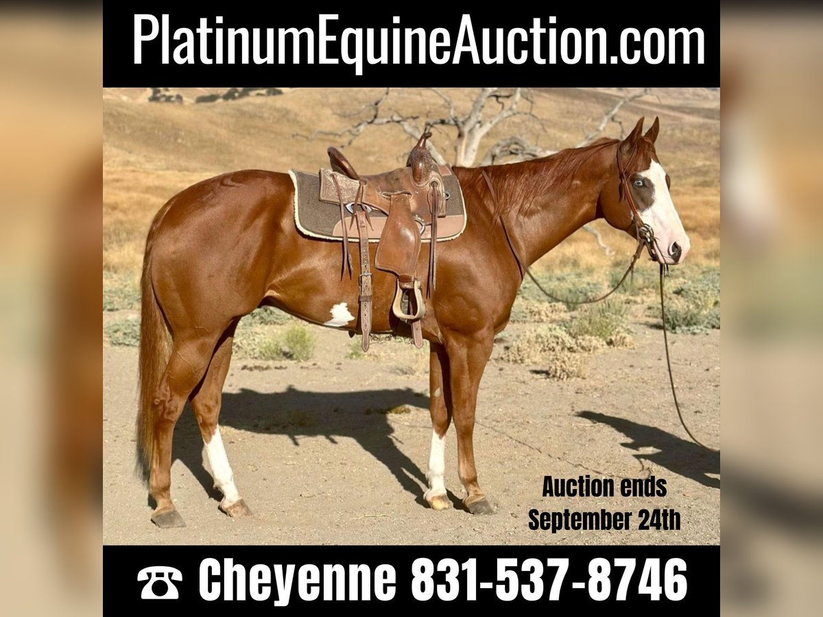 American Quarter Horse Gelding 8 years 16,3 hh Overo-all-colors in Bitterwater CA