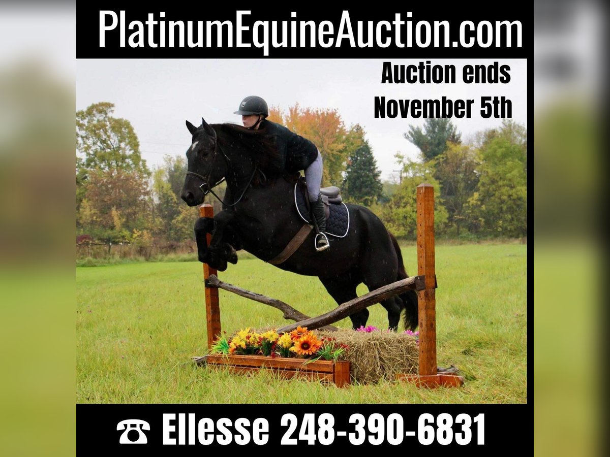 American Quarter Horse Gelding 8 years 16 hh Black in Howell MI