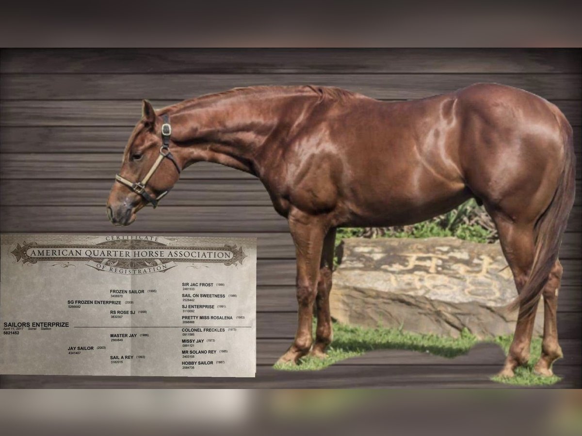 American Quarter Horse Gelding 8 years 16 hh Chestnut-Red in Rankweil