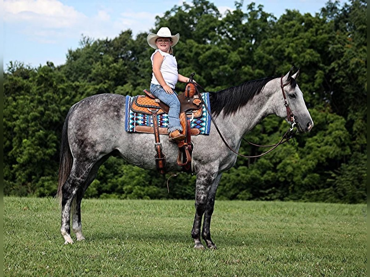 American Quarter Horse Gelding 8 years 16 hh Gray-Dapple in Mount Vernon, KY