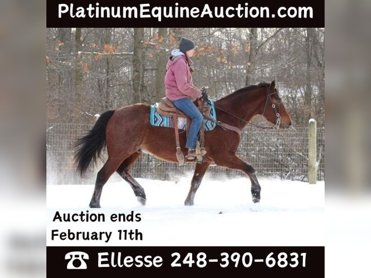 American Quarter Horse Gelding 8 years 16 hh Roan-Bay in Howell MI