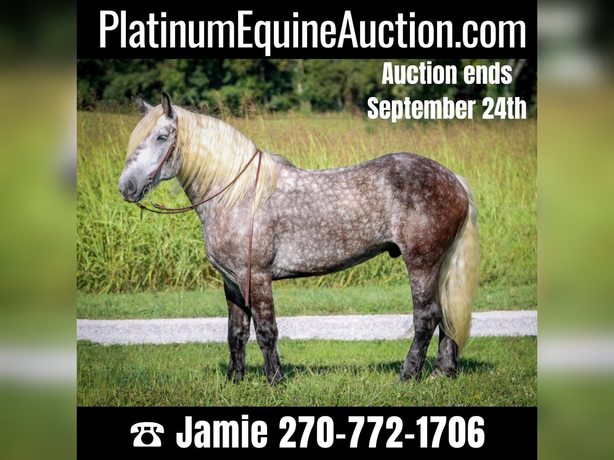 American Quarter Horse Gelding 8 years 17 hh Gray-Dapple in Auburn KY