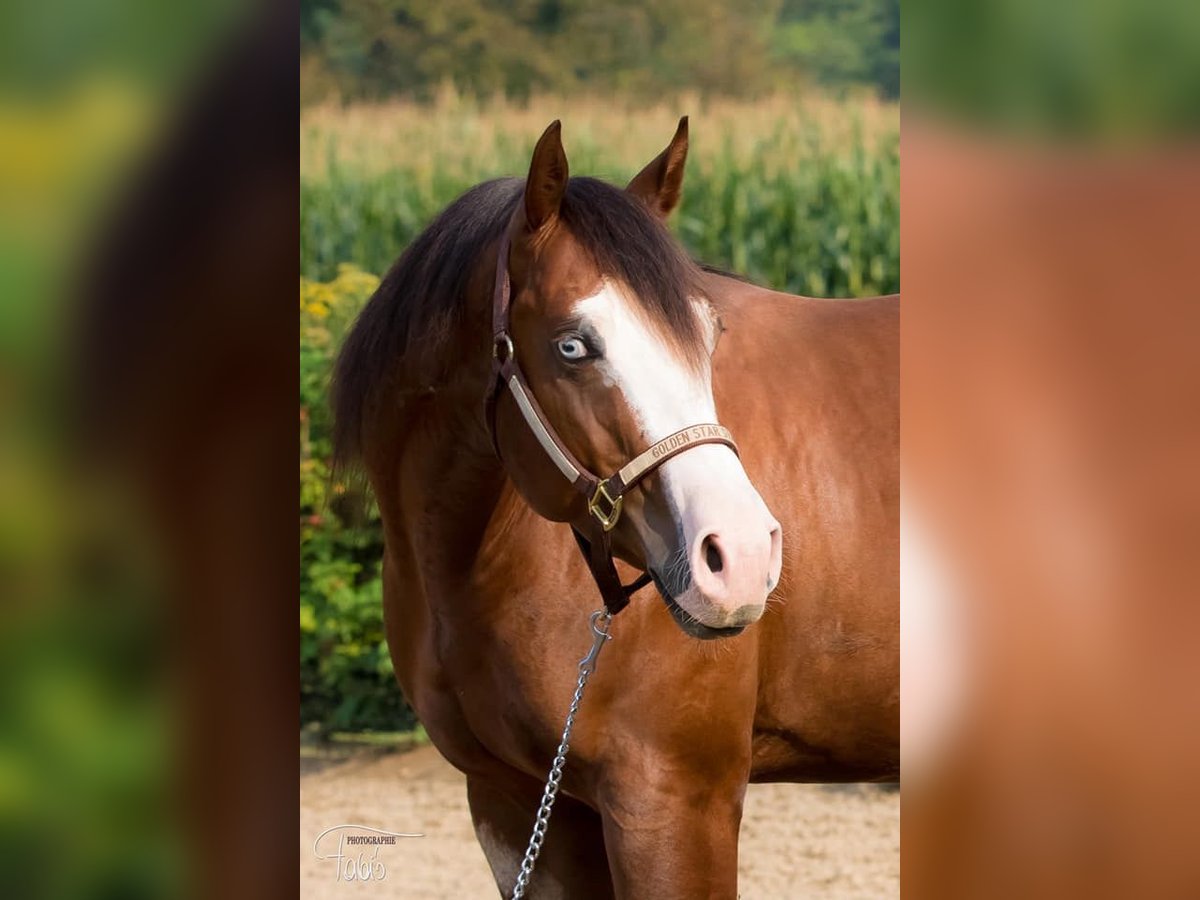 American Quarter Horse Gelding 8 years Brown in Wiener Neustadt