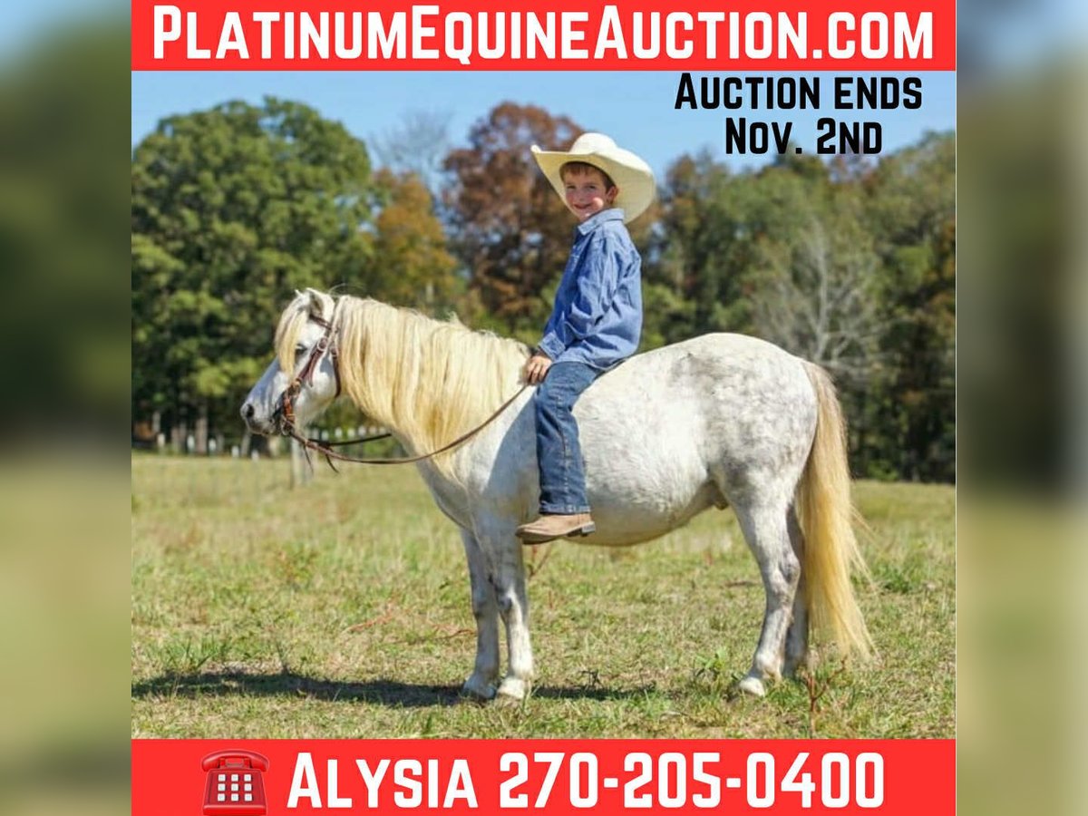 American Quarter Horse Gelding 8 years Grey in Benton KY