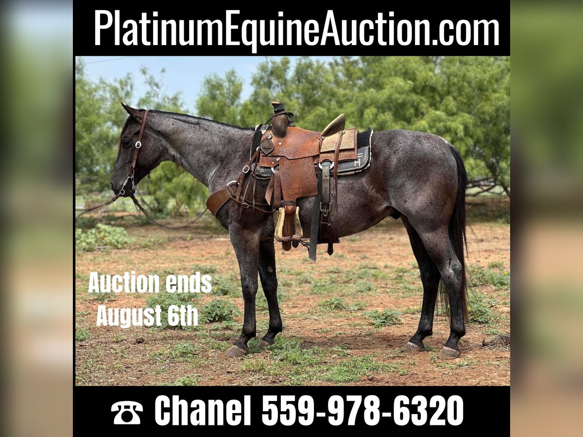 American Quarter Horse Gelding 8 years Roan-Blue in Byers TX