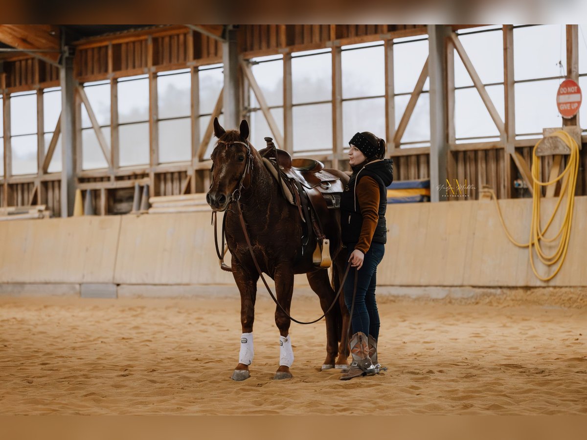 American Quarter Horse Gelding 8 years Roan-Red in Schwertberg