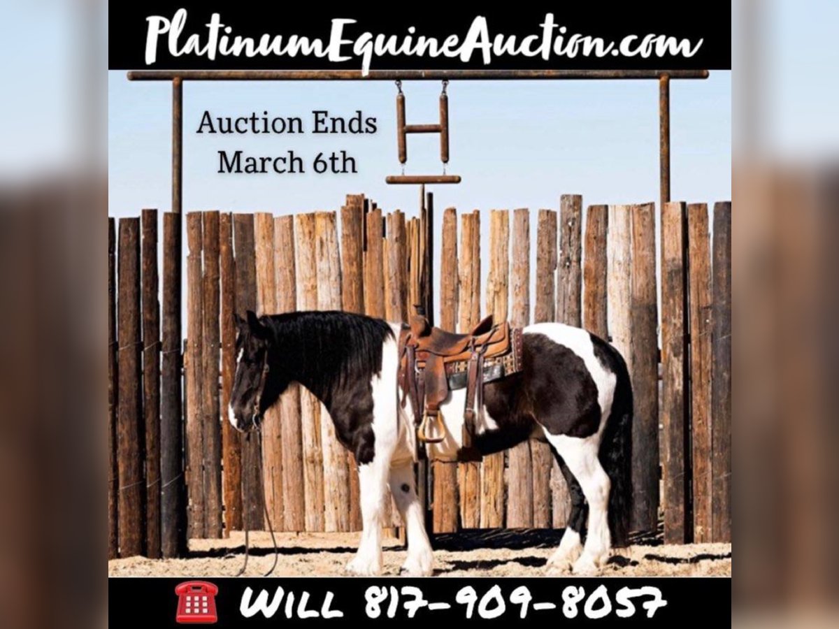 American Quarter Horse Gelding 8 years Tobiano-all-colors in Joshua, TX