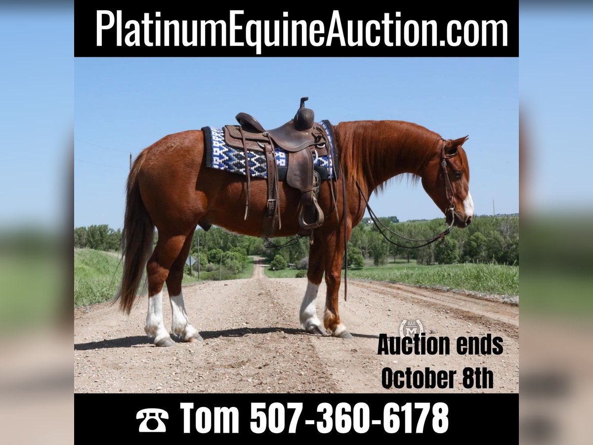 American Quarter Horse Gelding 9 years 13,2 hh Chestnut in Windom MN