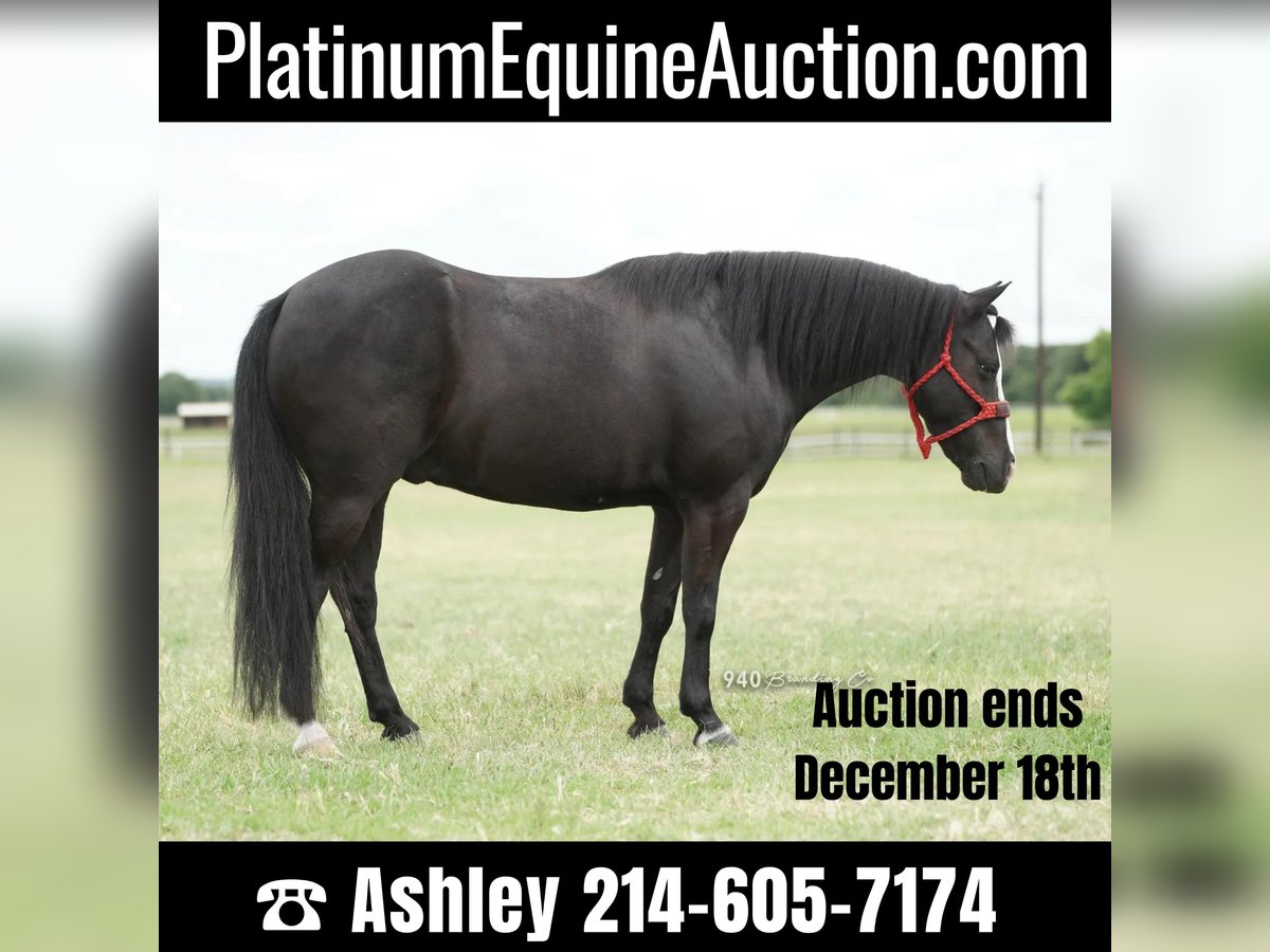 American Quarter Horse Gelding 9 years 13 hh Black in Weatherford tx