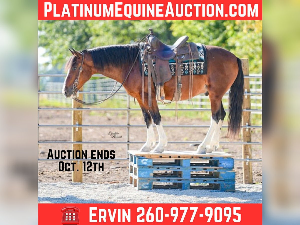 American Quarter Horse Gelding 9 years 13,2 hh Tobiano-all-colors in Inndependence IA