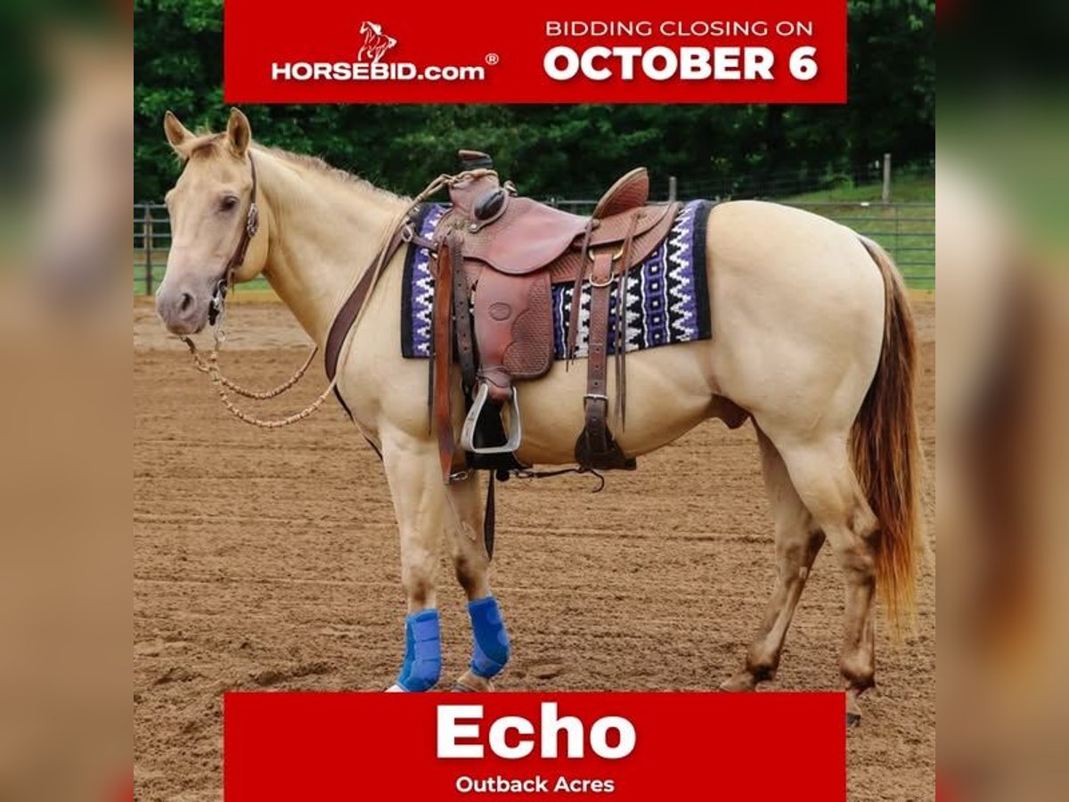 American Quarter Horse Gelding 9 years 13,3 hh Champagne in Dundee