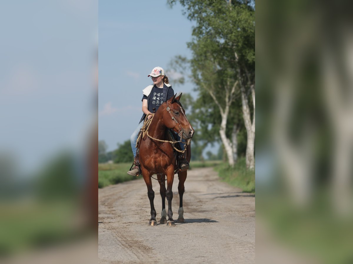 American Quarter Horse Gelding 9 years 14,1 hh Brown in Varel