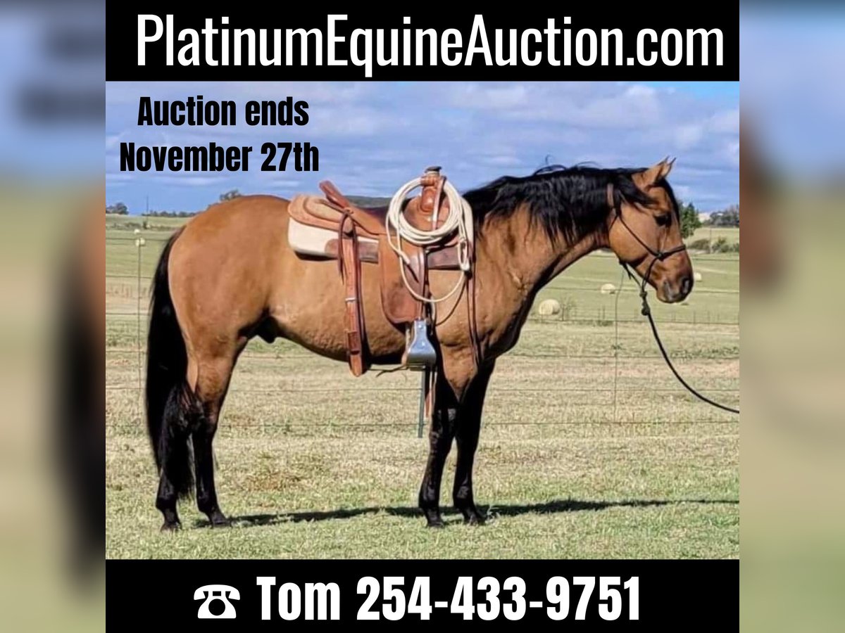 American Quarter Horse Gelding 9 years 14,2 hh Dun in Rising Star TX