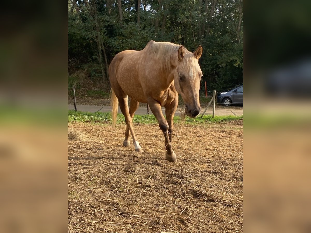 American Quarter Horse Gelding 9 years 14,2 hh Palomino in Nieuwrode