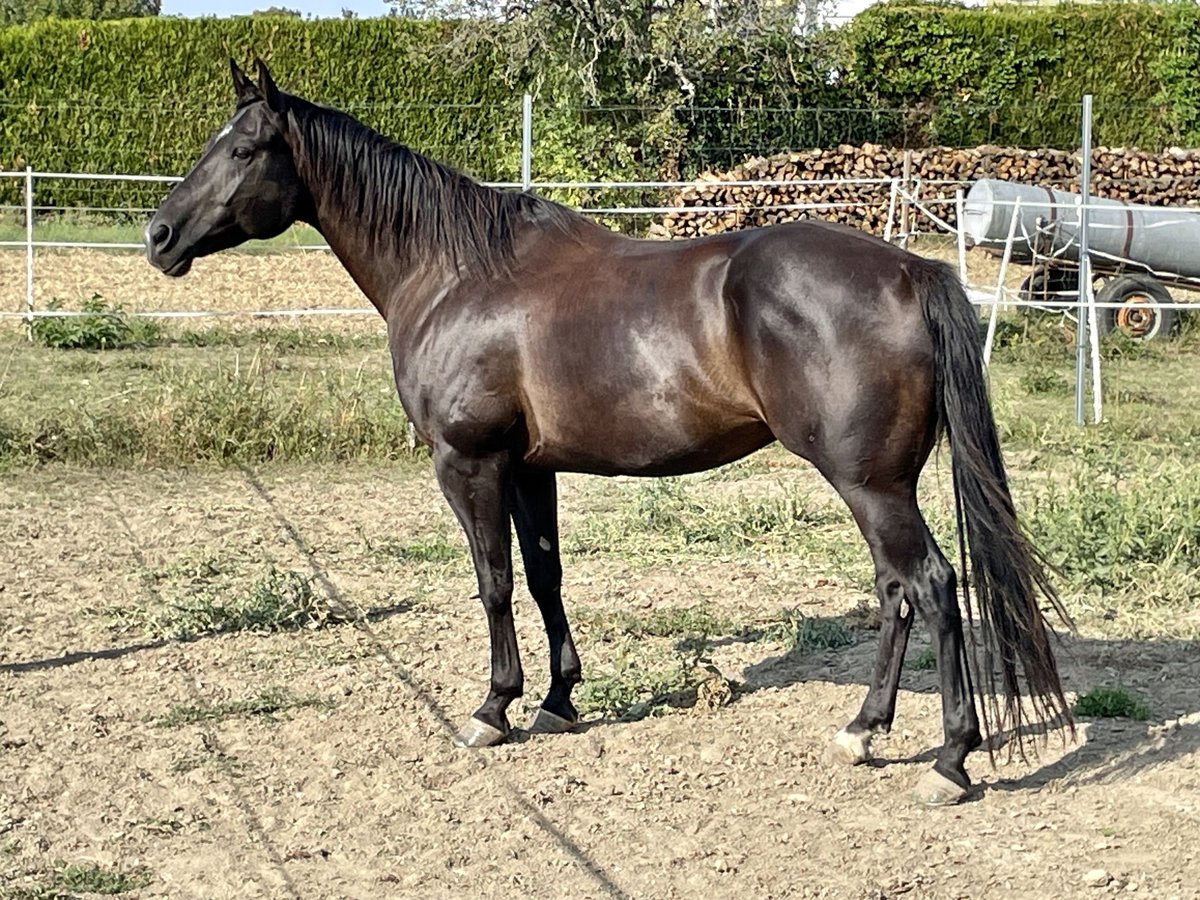 American Quarter Horse Gelding 9 years 14,3 hh Black in Oslip / Uzlop