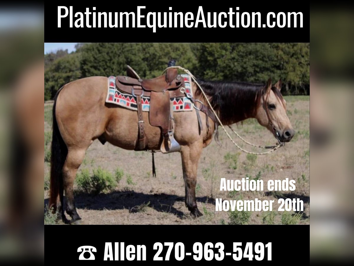 American Quarter Horse Gelding 9 years 14,3 hh Buckskin in Pilot Point TX