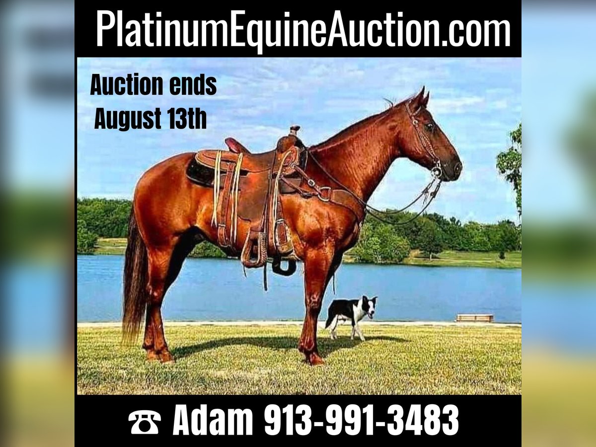 American Quarter Horse Gelding 9 years 14,3 hh Chestnut in LaCygne KS