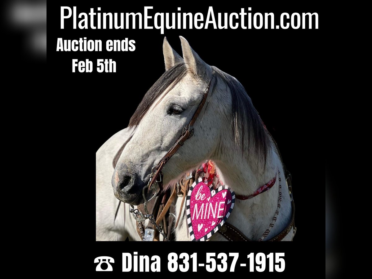 American Quarter Horse Gelding 9 years 14,3 hh Gray-Dapple in Hollister CA