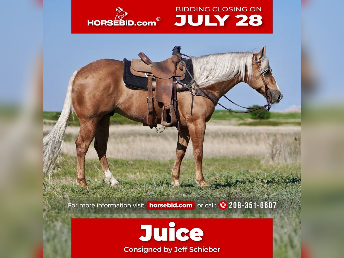 American Quarter Horse Gelding 9 years 14,3 hh Palomino in Rexburg, ID